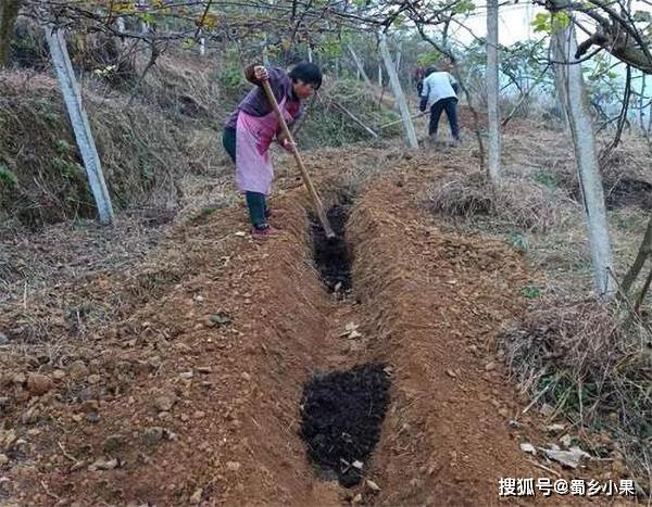 獼猴桃常用的施肥種類是什麼高產的施肥階段有哪些