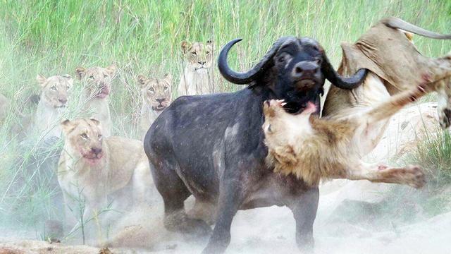 能单挑4只狮子的老虎!能不能战胜非洲野牛王?牛王1战7只狮子