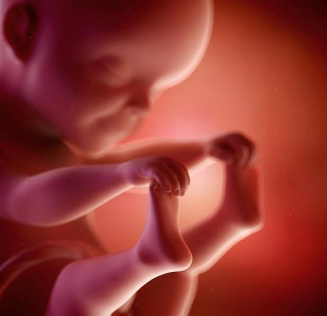 三十多天胎儿图片图片