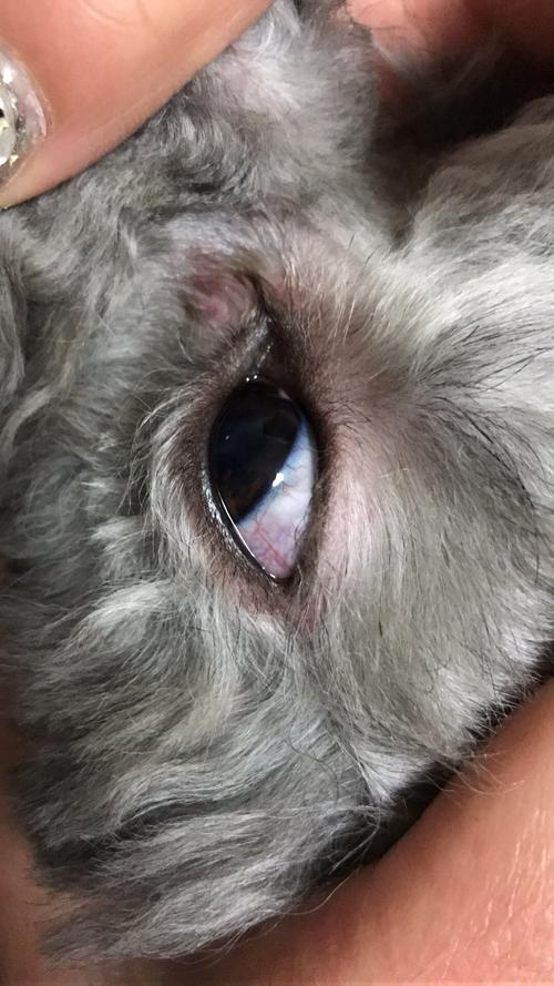 狗狗眼睛发炎发红的原因?怎么办?