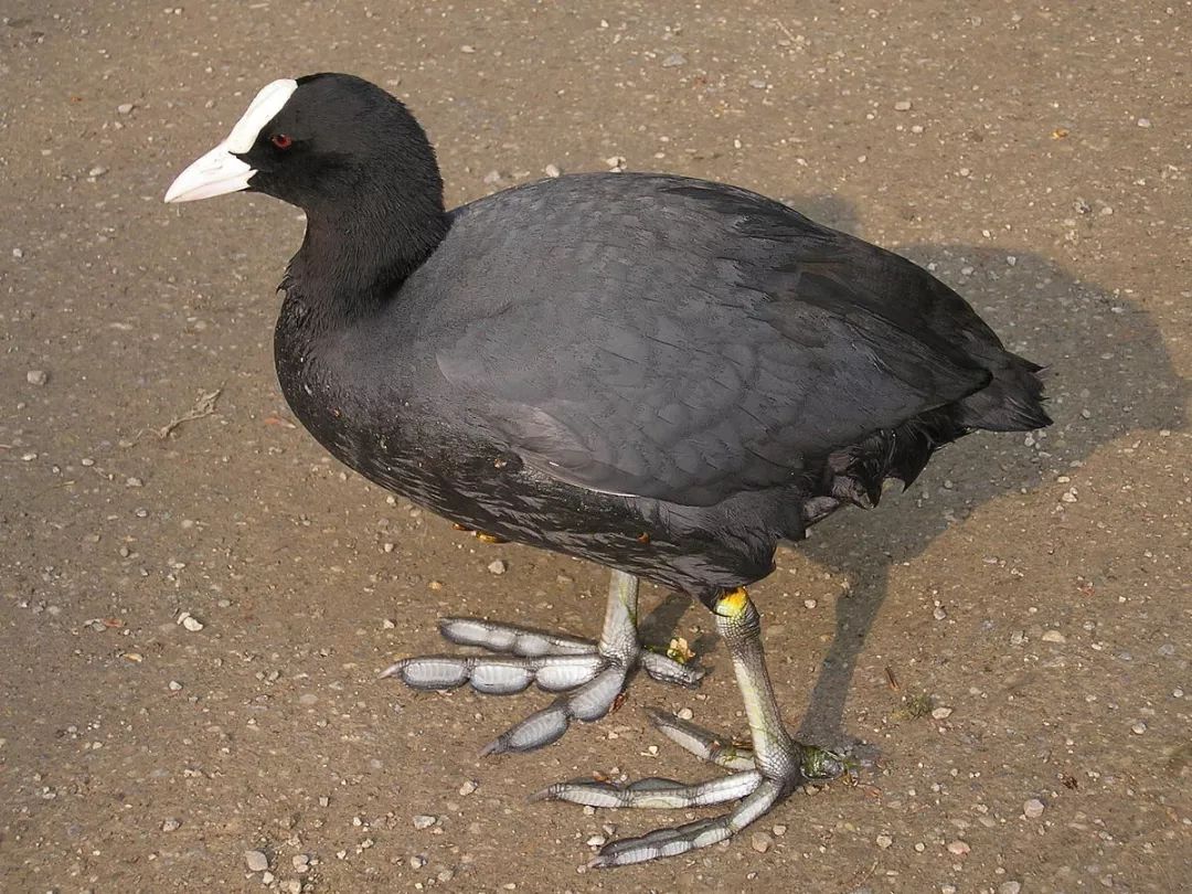 蛙哥鸟类视频大放送二鸡还是鸭