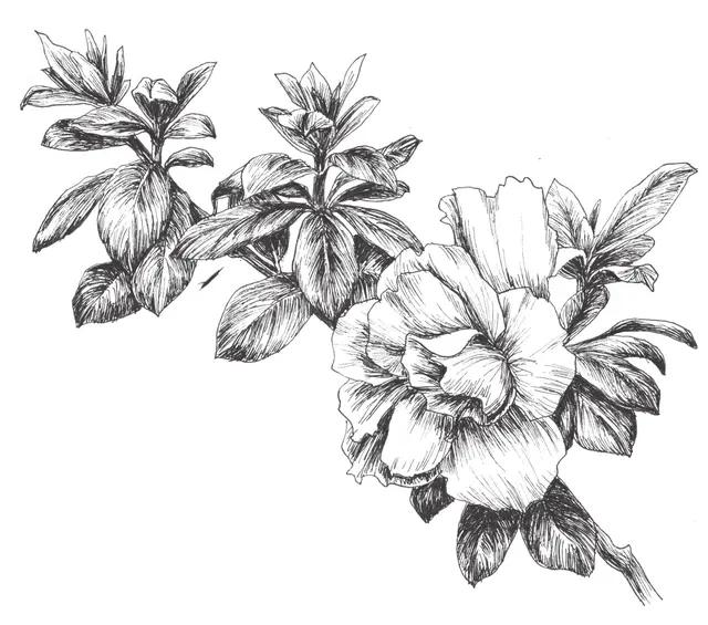 干货难得一见的70种针管笔花卉线稿喜欢画画的快收藏起来临摹