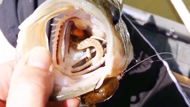 惊奇一幕鱼吞蛇出来混迟早是要还的残酷动物社会更是如此