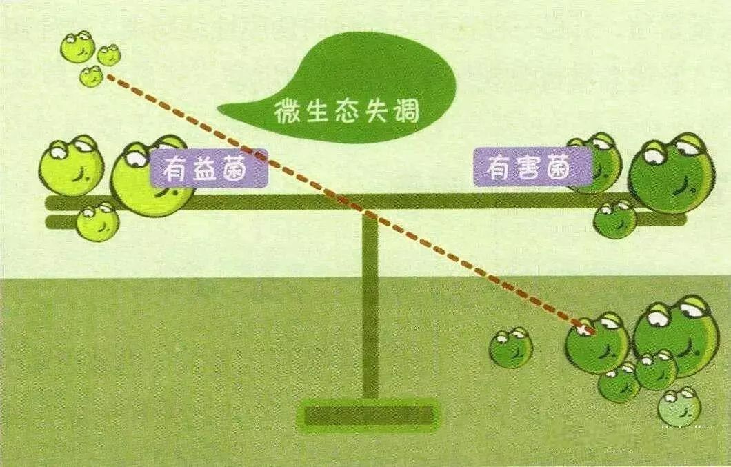 肠道微生态主要是肠道菌群的平衡,是寄居在人体肠道内的微生物群落的