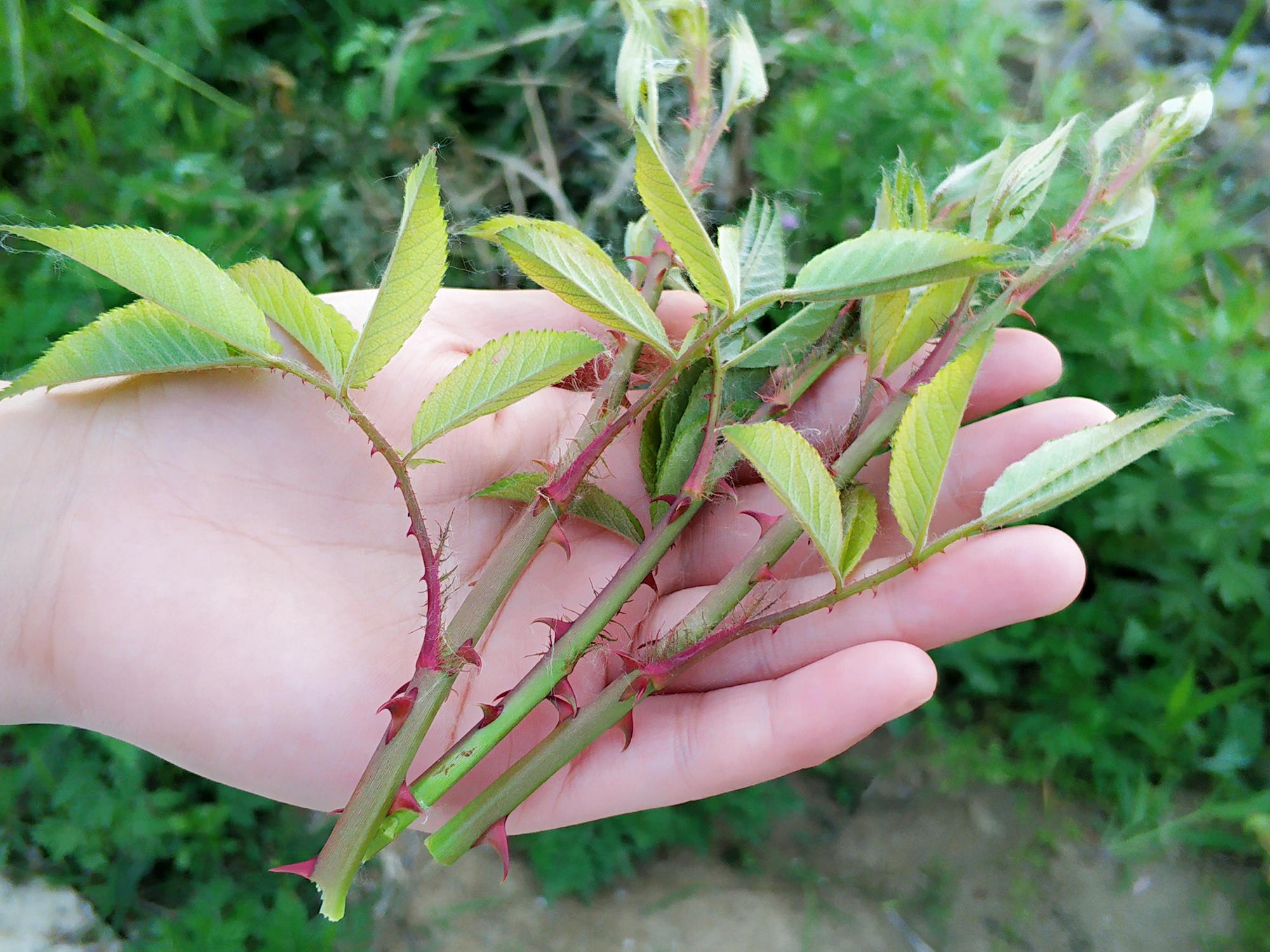 刺木苔花图片图片