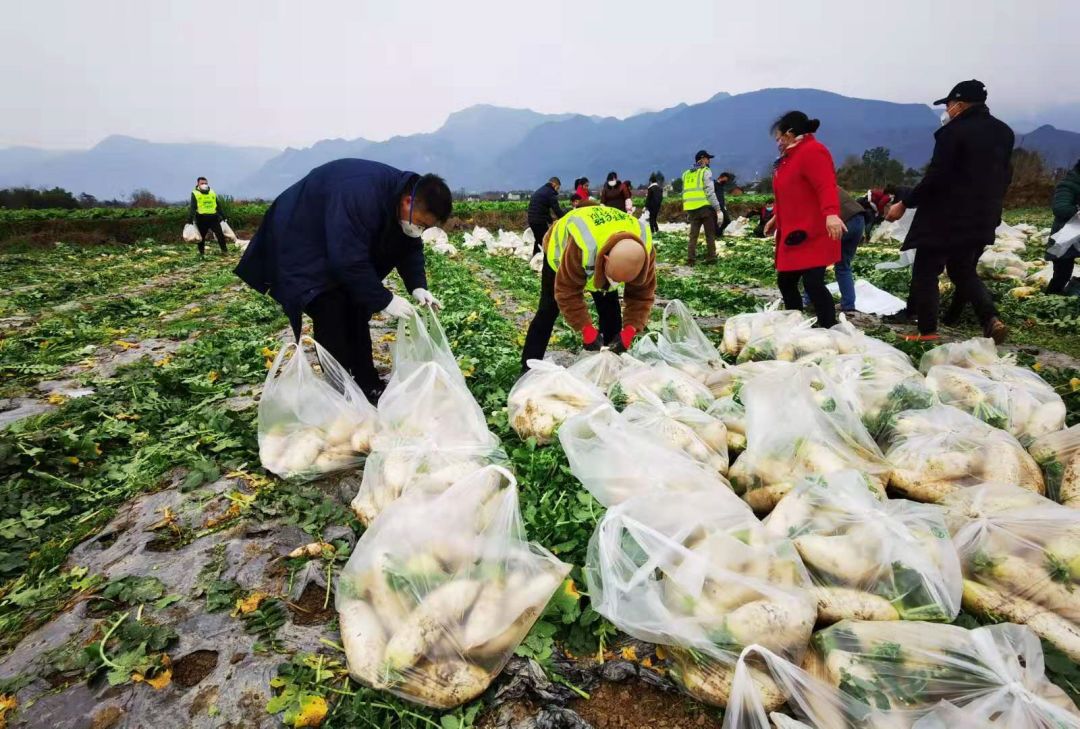 驰援武汉绵阳在行动45吨新鲜蔬菜运往武汉