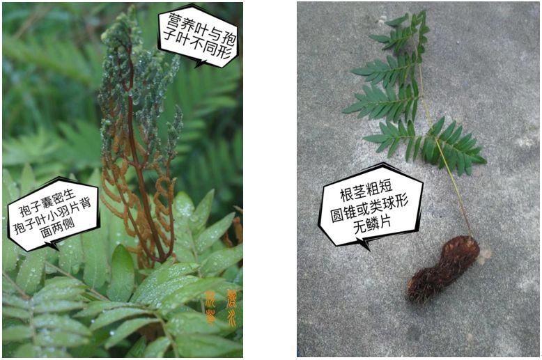 畲药里防御病毒的金钟罩贯众百草团畲药系列之三十一知药知健康识药识