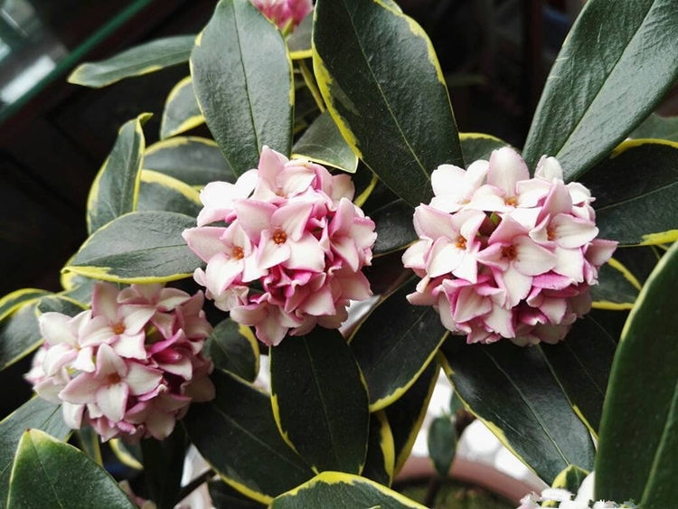 喜欢牡丹,不如养盆"牡丹名品"黑妞,富贵祥瑞,花色靓丽,美!