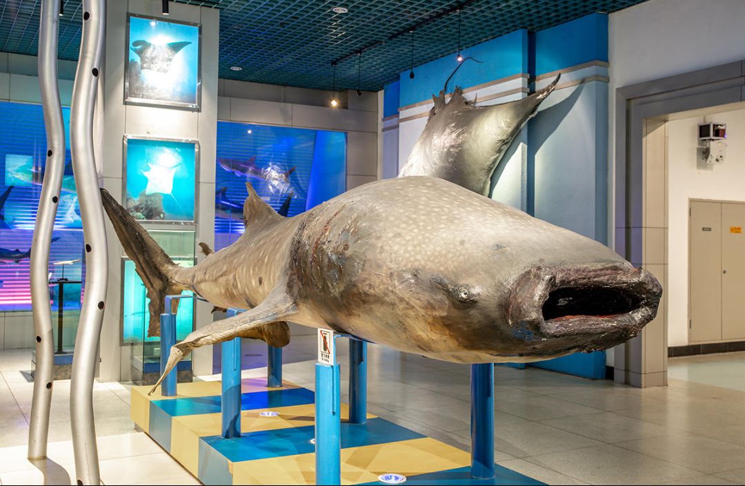 展览"不打烊"|大连自然博物馆精品馆藏——鲸鲨