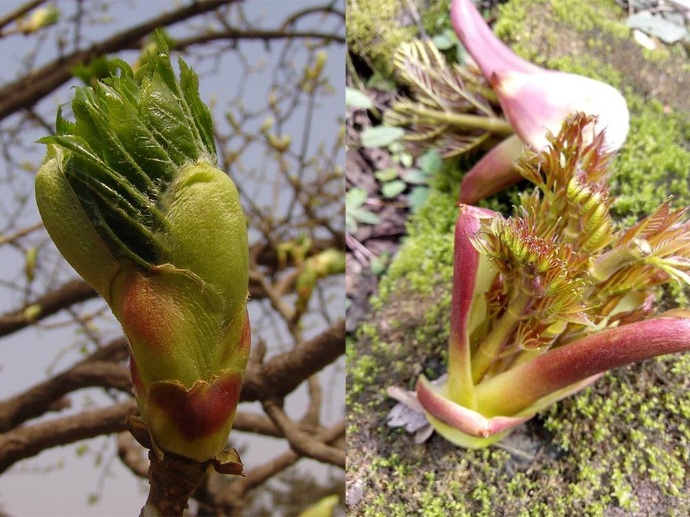 (图为刺楸嫩芽,可作为野菜食用)其次刺椿作为野菜食用,早在我国古代就