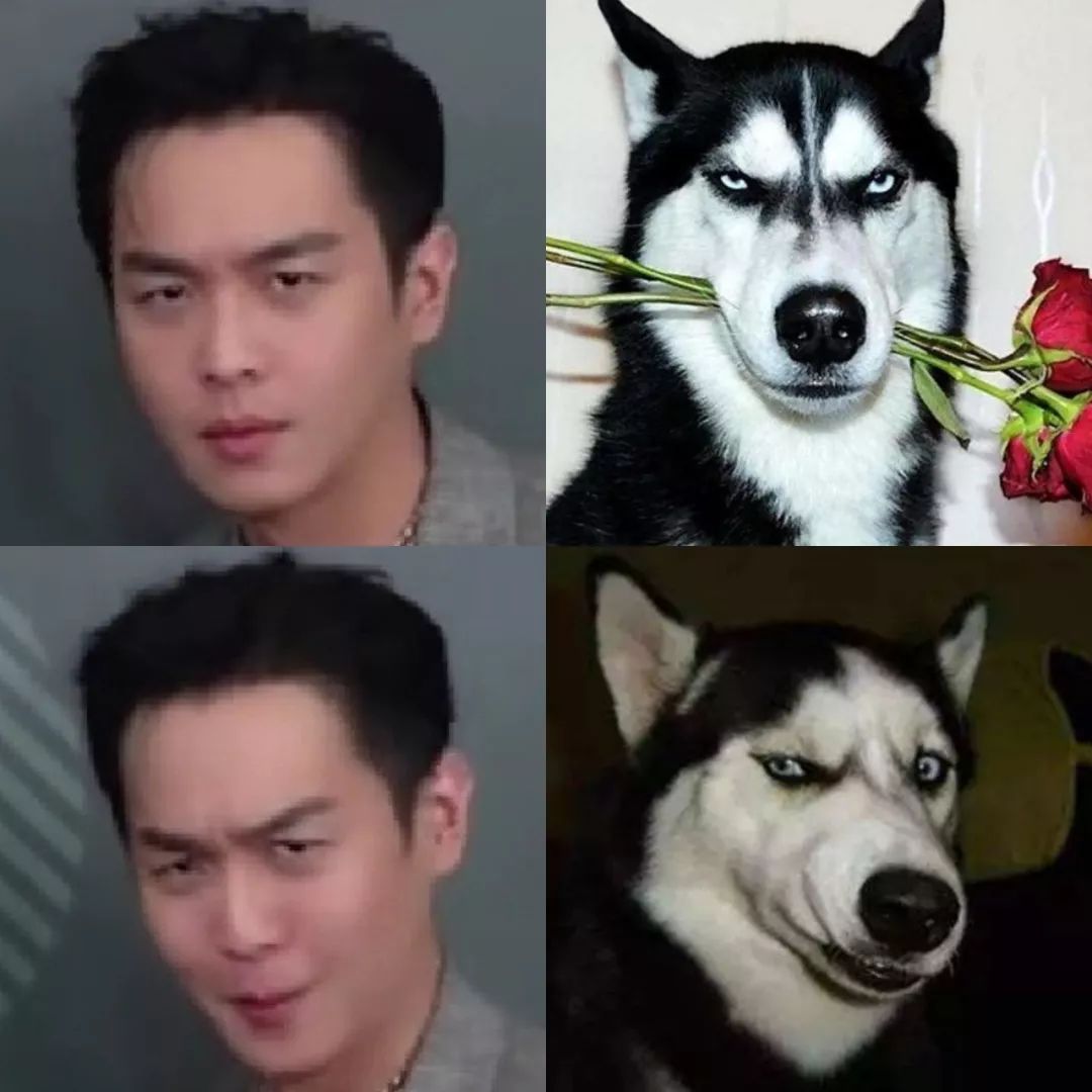 "听话"可以伸出下巴一脸乖巧地让你挠着玩- 恐龙系 -#代表人物#许光汉