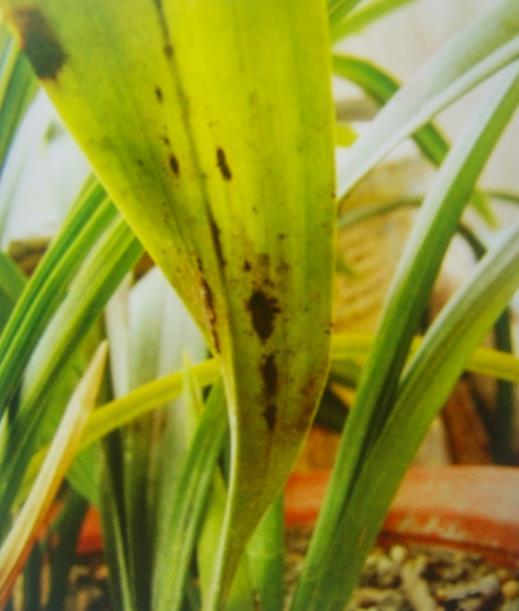 盆栽兰花非传染性病害和传染性病害的防治