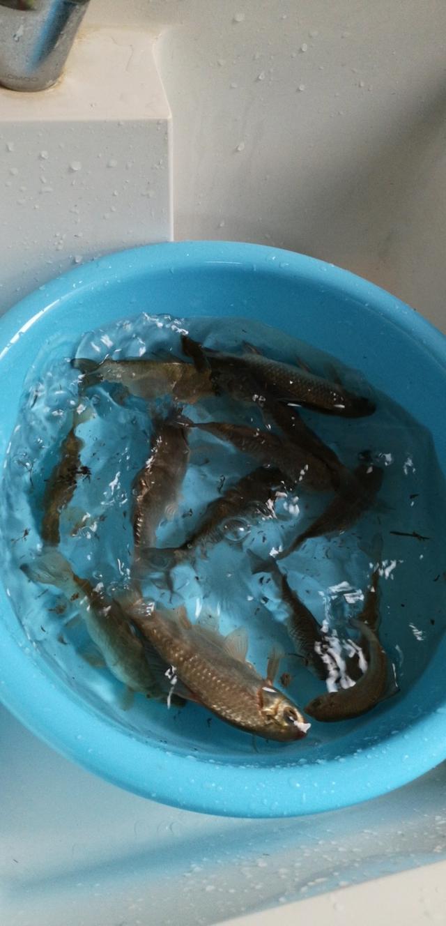 天气好继续钓鱼,不过今天鱼口明显不如昨天