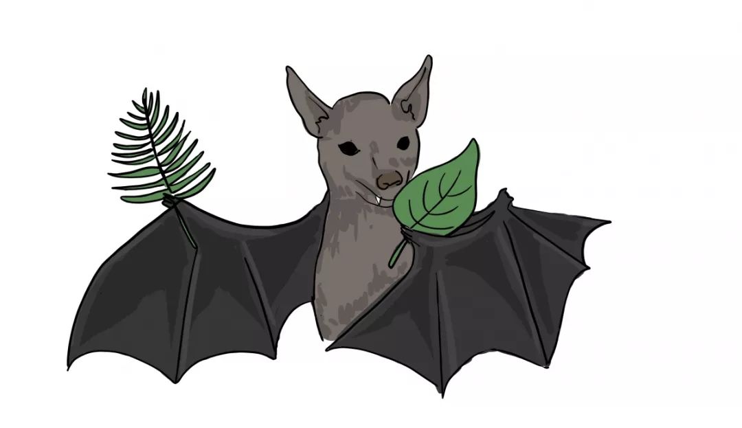 的一類:the laser spear nosed bat ,還聰明到能分出闊葉樹(deciduous