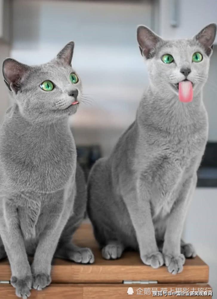 这对超美的蓝猫,因眼瞳特别,虏获无数网友的心