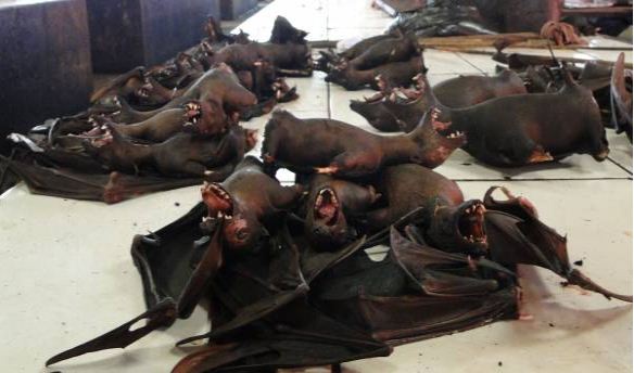 印尼呼吁暂停吃蝙蝠等野生动物,商家认为市场安全