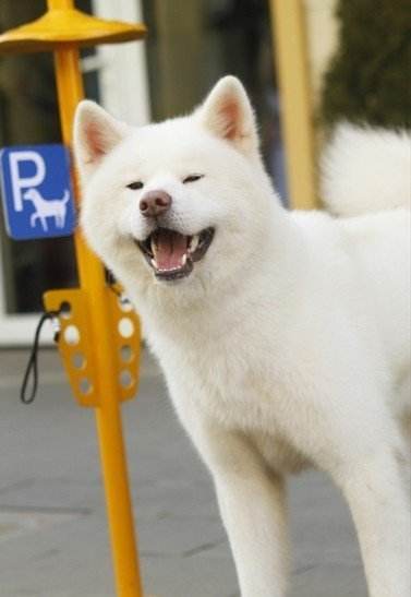 虽然很多白色秋田犬的毛色并不是特别纯白,会有一些黄毛,但整体看起来