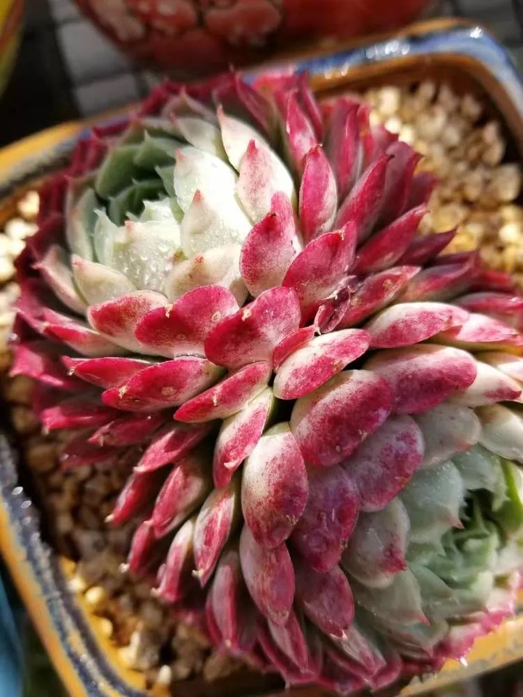 仙桃糖心雪天使姬明镜,到底是法师系还是长生草,管它是什么爱就对了.