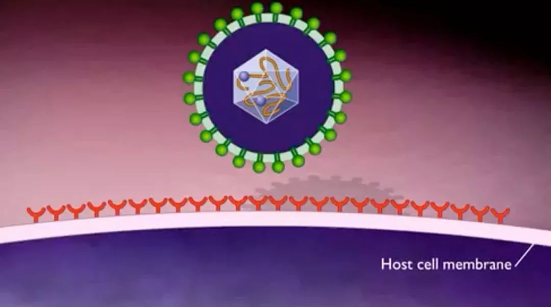 吸附 抑制病毒生物合成 直接抑制或杀灭病毒 阻止病毒穿入细胞