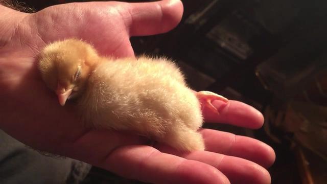 小鸡仔在人手上睡着了,挺好玩的