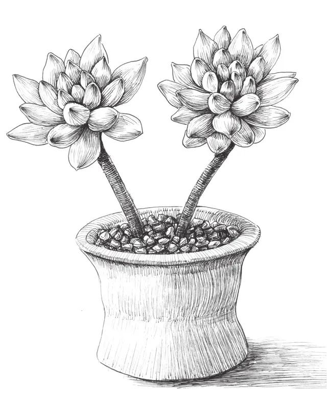 难得一见的70种针管笔花卉线稿,喜欢画画的快收藏起来临摹_笔画