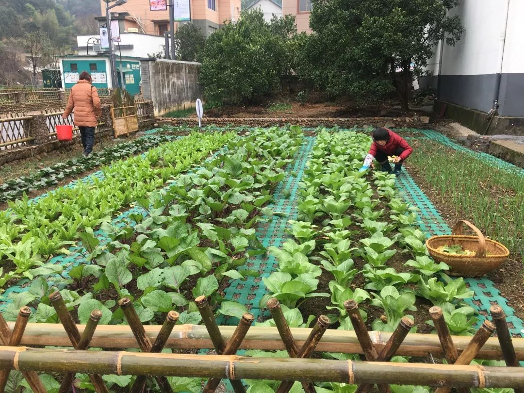 一米菜园温暖抗疫前行的一米保障