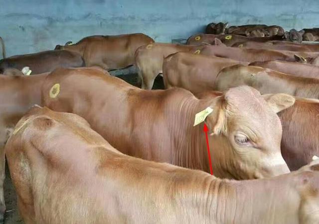 母牛个体档案包括哪些内容和项目