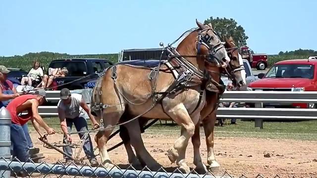 超重型挽马拉力比赛非常轻松
