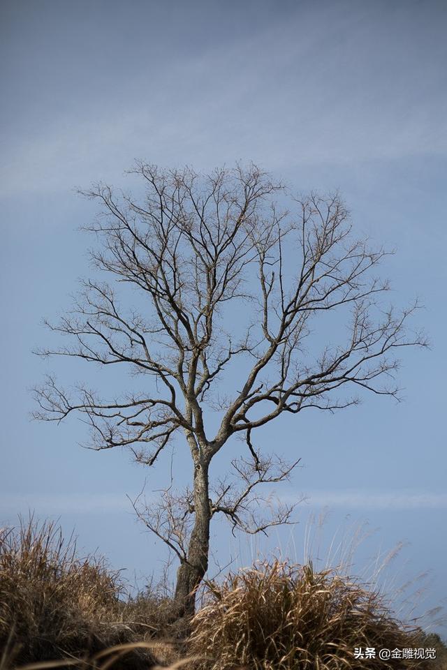 老家的木子树拍摄于英山县