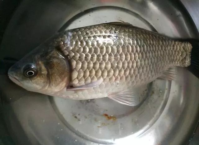 水库钓起"巨型"野生鲫鱼,网友:吃了可惜,建议做成标本