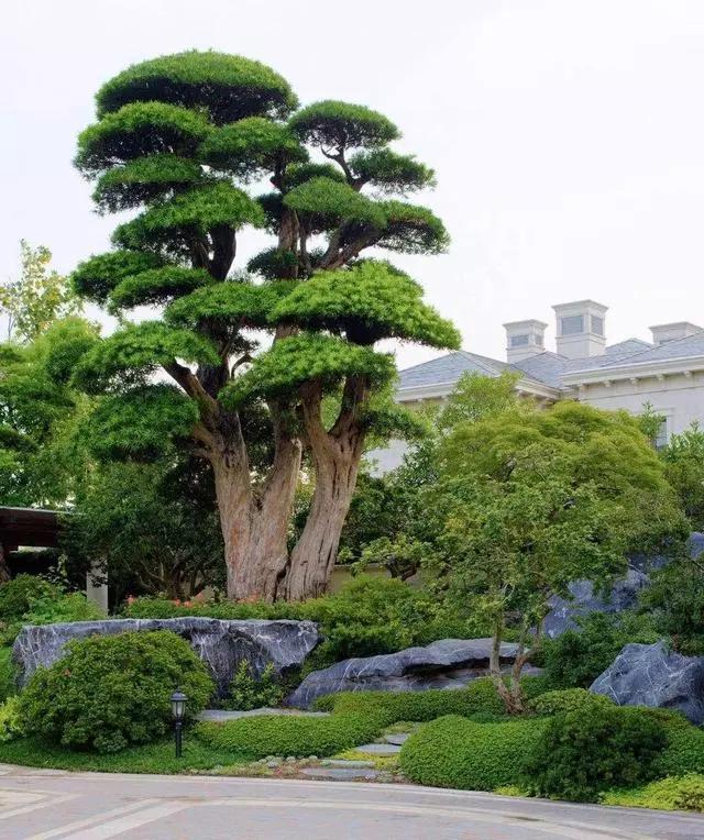 南方别墅庭院最佳树木图片