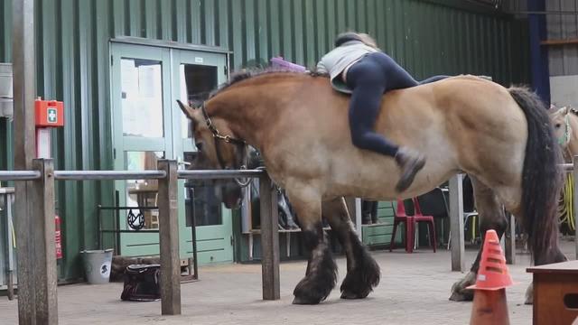 成年人想骑上重型挽马也不是那么容易的