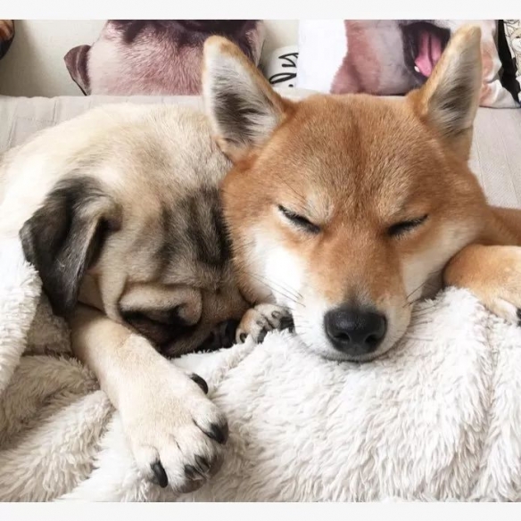 萌翻一片人!日本夫妇养的柴犬和巴哥相爱相杀的日常