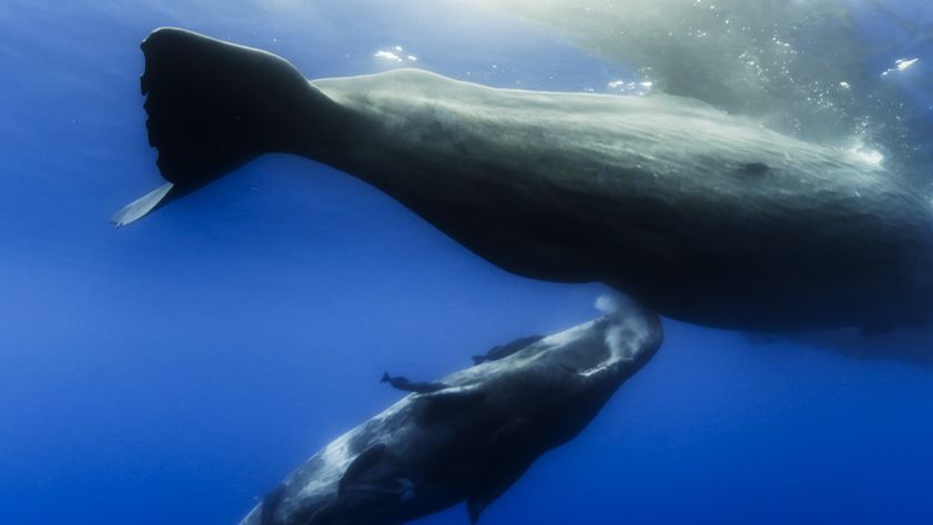 刚出生的蓝鲸宝宝竟然冲进一千平米演播室