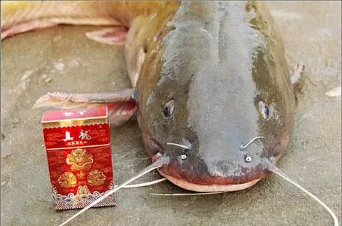 在漓江叫剑骨鱼,鱼中极品,在野外很少见了,更难得那么大一条.长1米重2