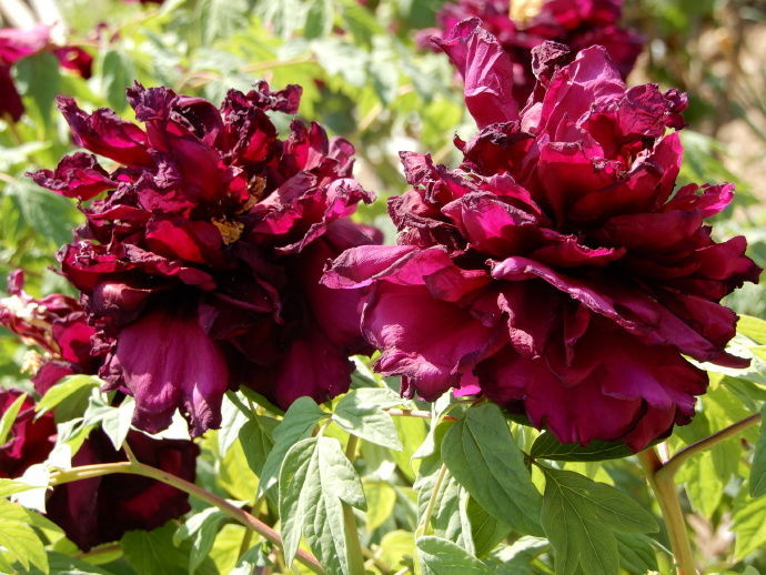 原创喜欢牡丹不如养盆牡丹名品黑妞富贵祥瑞花色靓丽美