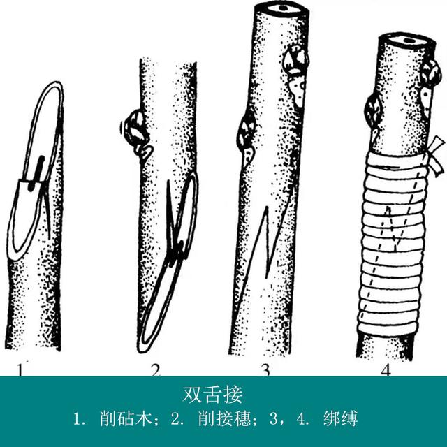 核桃树栽培技术