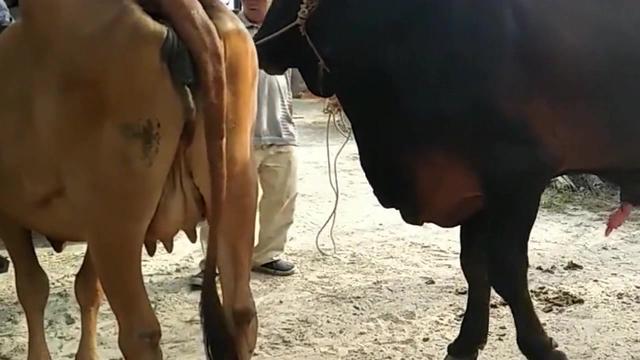 越南农村大哥养了只体型巨大的公牛,专门配种挣钱