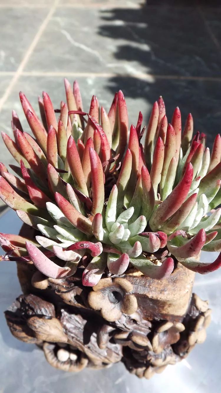 爱机车,爱多肉,宝妈花姐的诗和远方!_沙罗