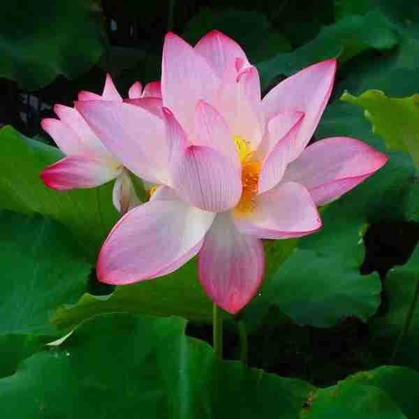 24号,25号,26号,转大运,发旺财,100%特好消息,12月天上掉财