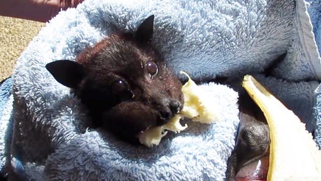 你以为蝙蝠只会吸血吗小蝙蝠其实我们也爱吃香蕉