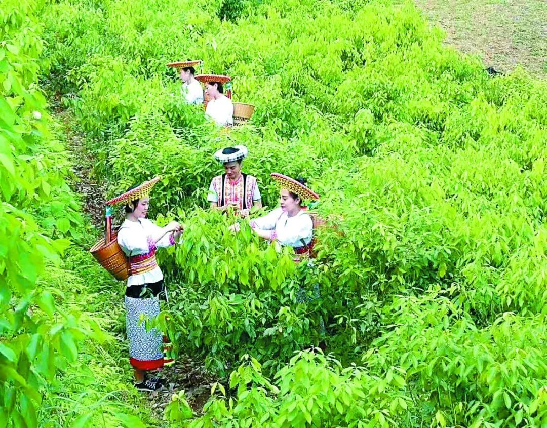 树木传奇木姜叶柯天赐甜茶