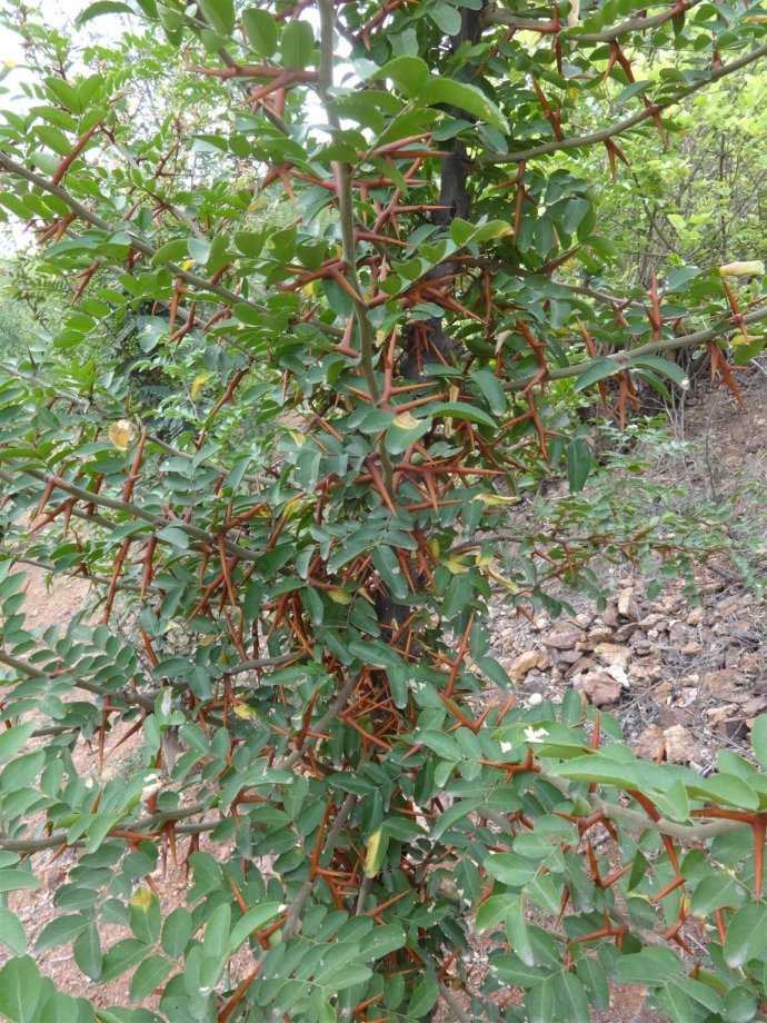 大刺皂荚苗皂荚苗图片皂荚之乡皂荚苗皂荚树苗皂荚播种苗皂荚苗图片