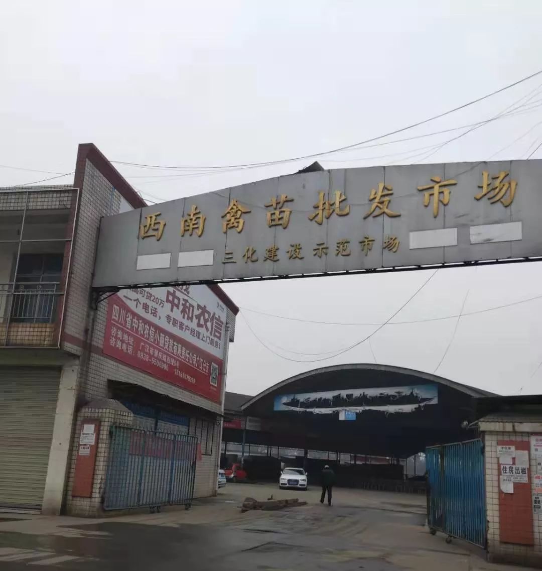 【看点】 遭遇变机遇 ,广汉这家西南最大禽苗市场困局突围!