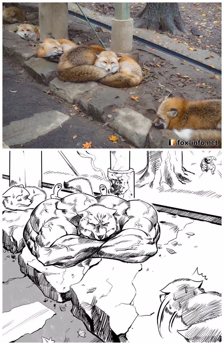 既然有了肌肉柴犬,当然也不能少了其他款式的肌肉猛男,接下来,就让