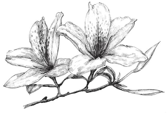 干货难得一见的70种针管笔花卉线稿喜欢画画的快收藏起来临摹