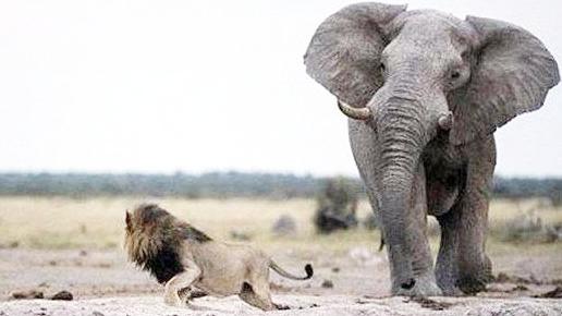 狮子攻击大象的精彩集锦