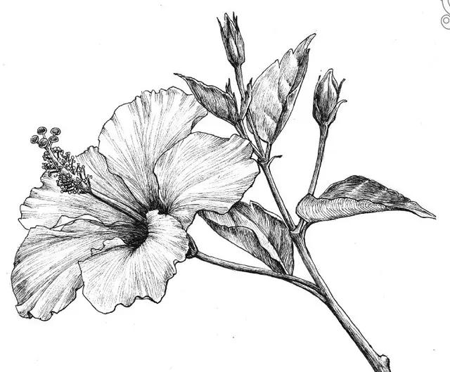 干货难得一见的70种针管笔花卉线稿喜欢画画的快收藏起来临摹
