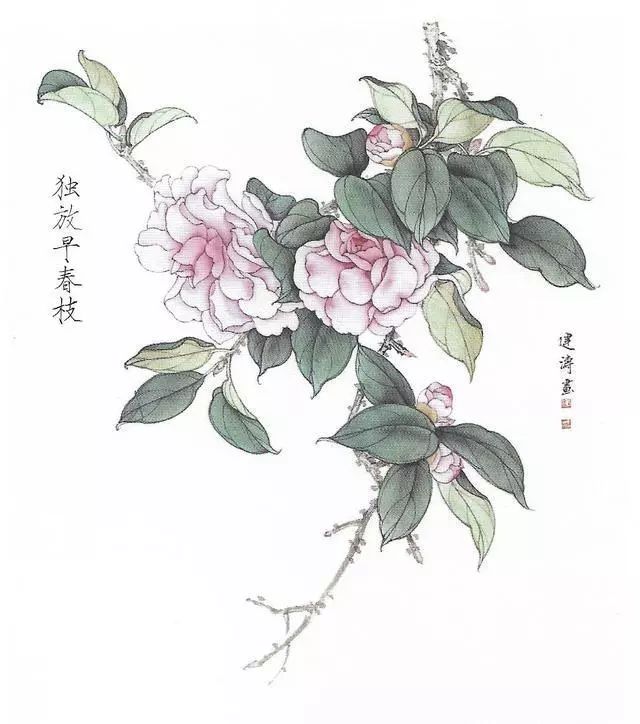 图文教程工笔画茶花画法及茶花白描画谱