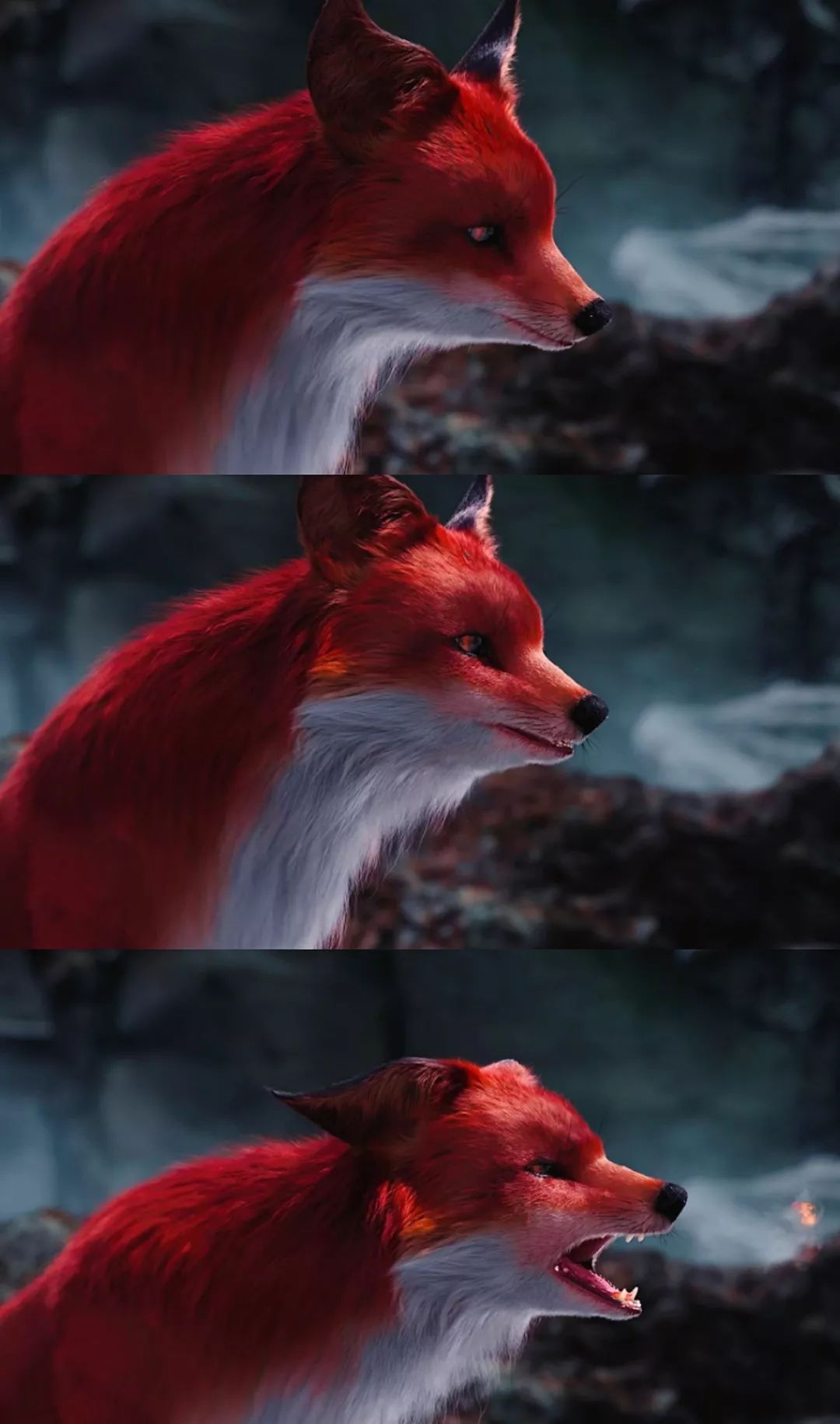 红色的狐狸真实图片